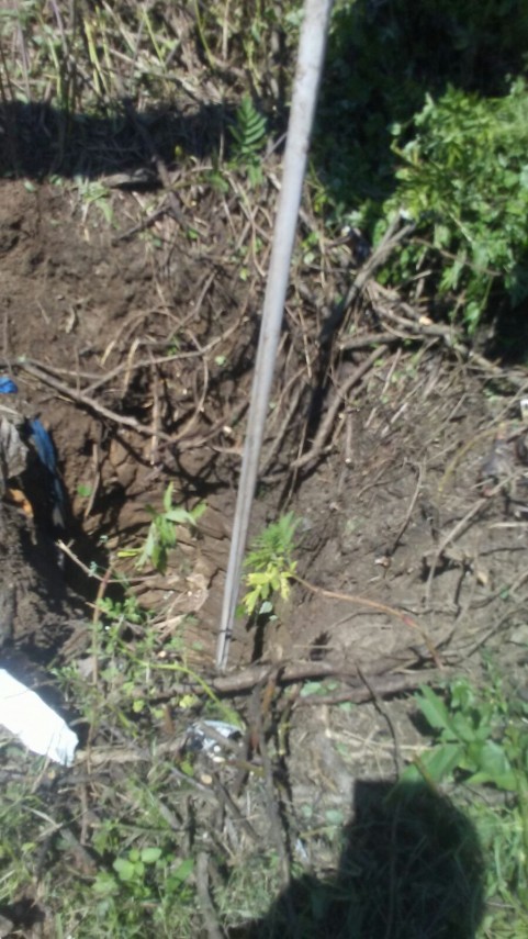 cal cazut intr o fantana in judetul tulcea 663300 cal cazut intr o fantana in judetul tulcea 663300