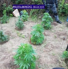 Cultură impresionantă de cannabis, descoperită de polițiști. Unde era cultivată planta (galerie foto)