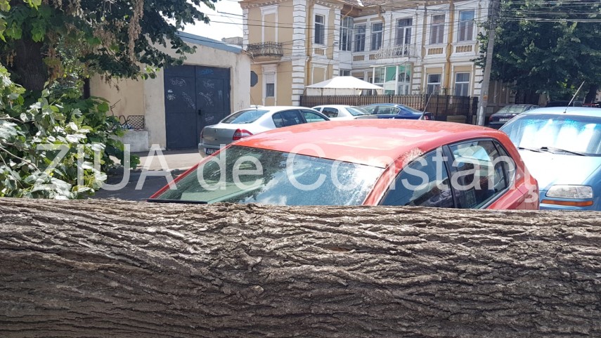 constanta copac cazut peste masini pe strada tudor vladimirescu galerie foto 664251 constanta copac cazut peste masini pe strada tudor vladimirescu galerie foto 664251