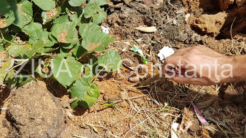 constanta copac cazut peste masini pe strada tudor vladimirescu galerie foto 664251 constanta copac cazut peste masini pe strada tudor vladimirescu galerie foto 664251