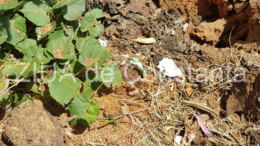 constanta copac cazut peste masini pe strada tudor vladimirescu galerie foto 664251 constanta copac cazut peste masini pe strada tudor vladimirescu galerie foto 664251