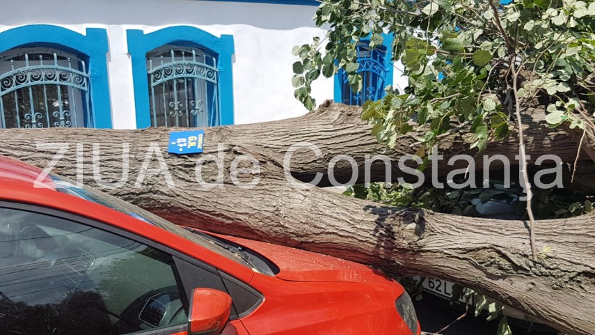constanta copac cazut peste masini pe strada tudor vladimirescu galerie foto 664251 constanta copac cazut peste masini pe strada tudor vladimirescu galerie foto 664251