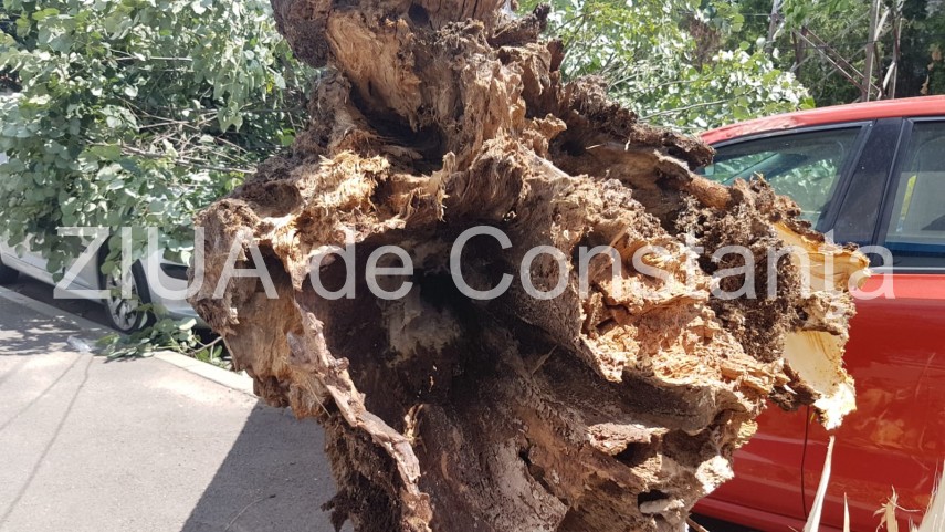 constanta copac cazut peste masini pe strada tudor vladimirescu galerie foto 664251 constanta copac cazut peste masini pe strada tudor vladimirescu galerie foto 664251