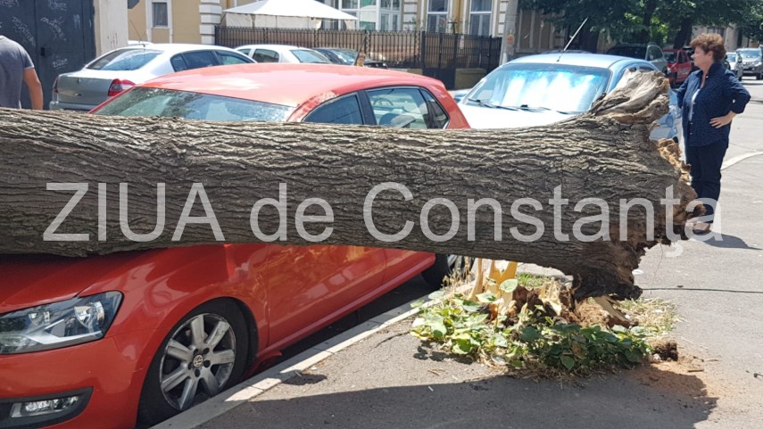 constanta copac cazut peste masini pe strada tudor vladimirescu galerie foto 664251 constanta copac cazut peste masini pe strada tudor vladimirescu galerie foto 664251