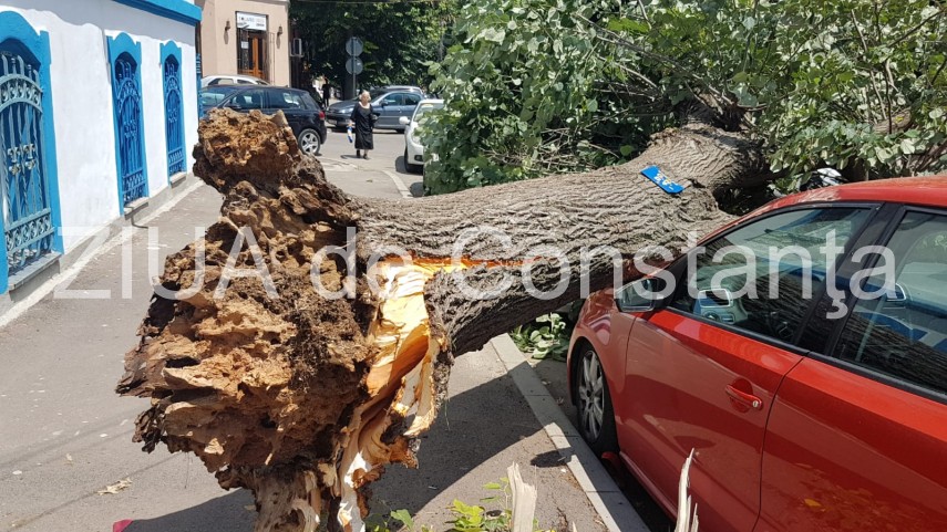 constanta copac cazut peste masini pe strada tudor vladimirescu galerie foto 664251 constanta copac cazut peste masini pe strada tudor vladimirescu galerie foto 664251