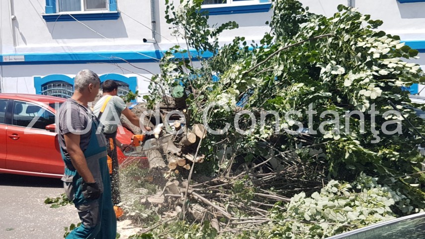 constanta copac cazut peste masini pe strada tudor vladimirescu galerie foto 664251 constanta copac cazut peste masini pe strada tudor vladimirescu galerie foto 664251
