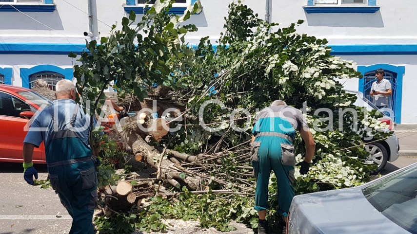 constanta copac cazut peste masini pe strada tudor vladimirescu galerie foto 664251 constanta copac cazut peste masini pe strada tudor vladimirescu galerie foto 664251