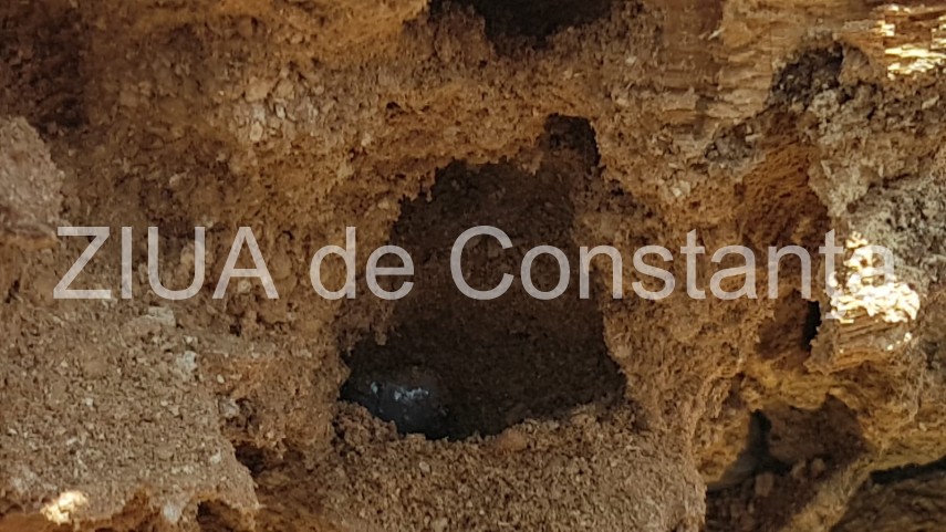 constanta copac cazut peste masini pe strada tudor vladimirescu galerie foto 664251 constanta copac cazut peste masini pe strada tudor vladimirescu galerie foto 664251