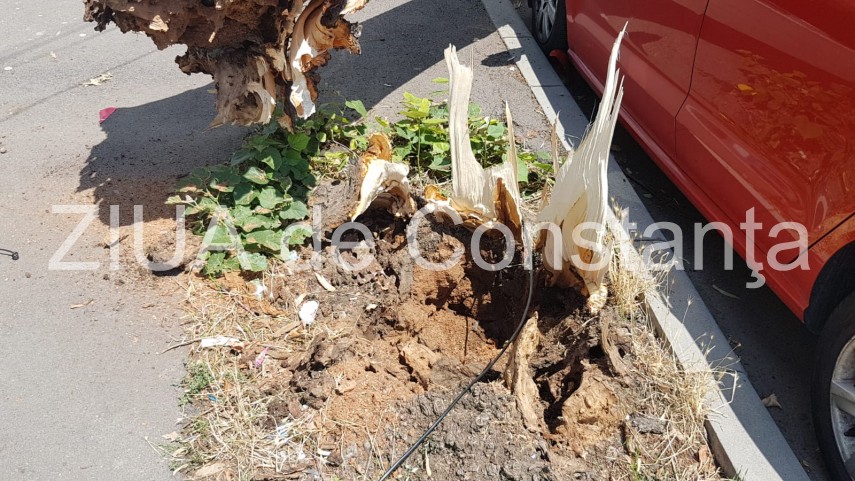 constanta copac cazut peste masini pe strada tudor vladimirescu galerie foto 664251 constanta copac cazut peste masini pe strada tudor vladimirescu galerie foto 664251