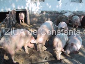 Două cazuri de pestă porcină africană, confirmate în comuna Giurgeni „Focarul de infecţie îl provoacă şi îl răspândesc ei!“, acuză locuitorii