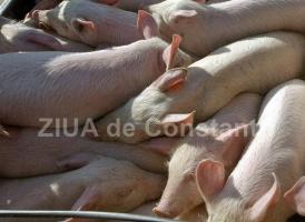 Decizie radicală pentru stoparea pestei porcine! Judeţul Constanţa ar putea fi izolat