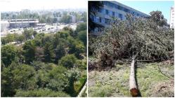 Constănţeanul supărat  Copaci puşi la pământ pe bulevardul Lăpuşneanu din Constanţa pentru a face loc altor betoane! (galerie foto)