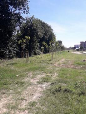 „Iubim Constanţa, doar atât!“ Acţiune în cadrul campaniei „Trees need people. Constanţa Restart“, în parcul Tăbăcărie