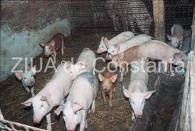 Adevăr şi dezinformări Un consilier a luat judeţul la pas şi povesteşte ce se întâmplă în localităţile unde au fost confirmate focare de pestă porcină africană