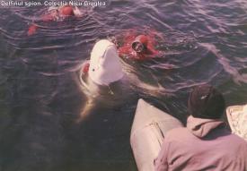 Experimentele lui Tichescu Misterul delfinului alb (galerie foto)