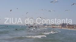 Poezia zilei Fantezie în f minor - Irina Lucia Mihalca