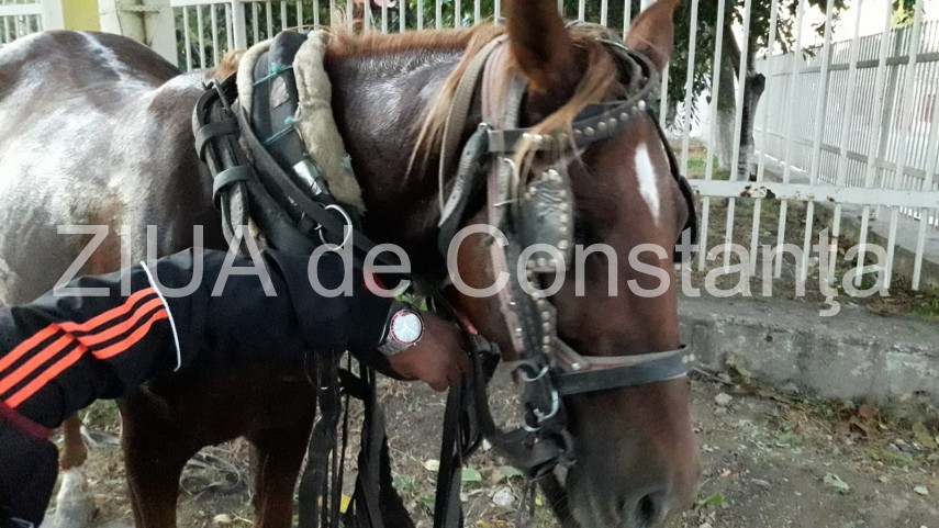 imagini de la eveniment accident rutier mai putin obisnuit la navodari un cal fara proprietar a intrat imagini de la eveniment accident rutier mai putin obisnuit la navodari un cal fara proprietar a intrat