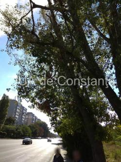 Constanţa Pe lângă plopul fără soţ, oamenii fac reclamaţii. Reprezentanţii Spaţii Verzi intervin azi (galerie foto)