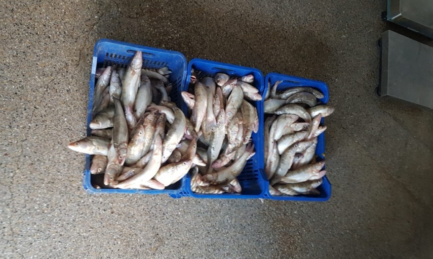 peste fara documente legale confiscat de politistii de frontiera tulceni galerie foto 674107 peste fara documente legale confiscat de politistii de frontiera tulceni galerie foto 674107