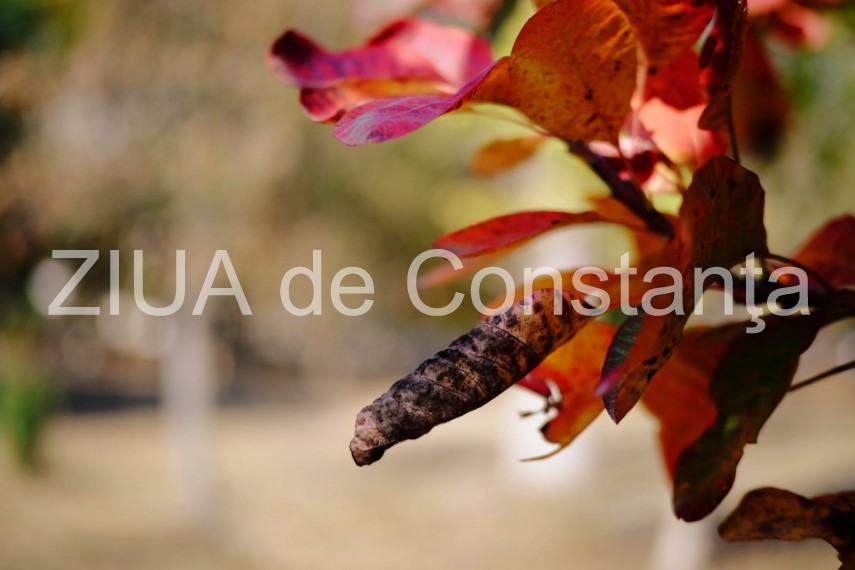 paleta de culori a toamnei revarsata in parcul tabacarie din constanta fotoreportaj 674422 paleta de culori a toamnei revarsata in parcul tabacarie din constanta fotoreportaj 674422