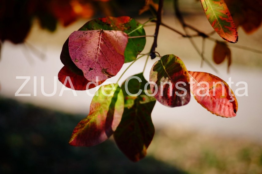 paleta de culori a toamnei revarsata in parcul tabacarie din constanta fotoreportaj 674422 paleta de culori a toamnei revarsata in parcul tabacarie din constanta fotoreportaj 674422