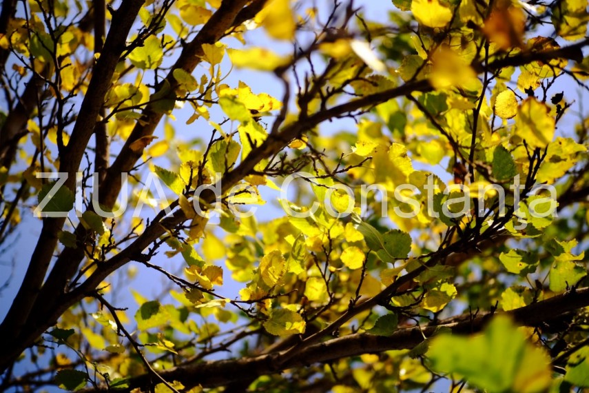 paleta de culori a toamnei revarsata in parcul tabacarie din constanta fotoreportaj 674422 paleta de culori a toamnei revarsata in parcul tabacarie din constanta fotoreportaj 674422
