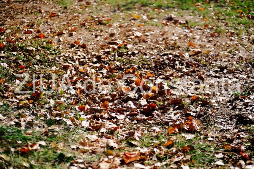 paleta de culori a toamnei revarsata in parcul tabacarie din constanta fotoreportaj 674422 paleta de culori a toamnei revarsata in parcul tabacarie din constanta fotoreportaj 674422