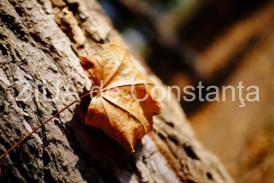 Paleta de culori a toamnei, revărsată în Parcul Tăbăcărie din Constanţa (fotoreportaj)