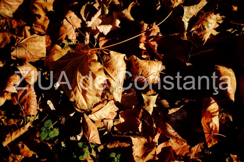 paleta de culori a toamnei revarsata in parcul tabacarie din constanta fotoreportaj 674422 paleta de culori a toamnei revarsata in parcul tabacarie din constanta fotoreportaj 674422