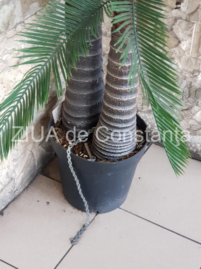 palmieri din plastic legati cu lant de podea in gara constanta 674504 palmieri din plastic legati cu lant de podea in gara constanta 674504
