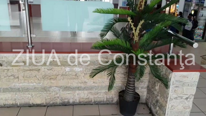 palmieri din plastic legati cu lant de podea in gara constanta 674504 palmieri din plastic legati cu lant de podea in gara constanta 674504