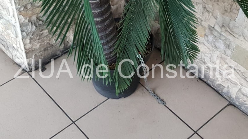 palmieri din plastic legati cu lant de podea in gara constanta 674504 palmieri din plastic legati cu lant de podea in gara constanta 674504