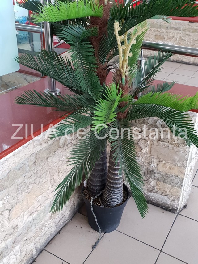 palmieri din plastic legati cu lant de podea in gara constanta 674504 palmieri din plastic legati cu lant de podea in gara constanta 674504