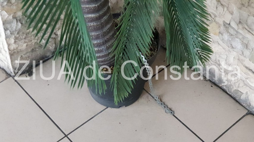 palmieri din plastic legati cu lant de podea in gara constanta 674504 palmieri din plastic legati cu lant de podea in gara constanta 674504