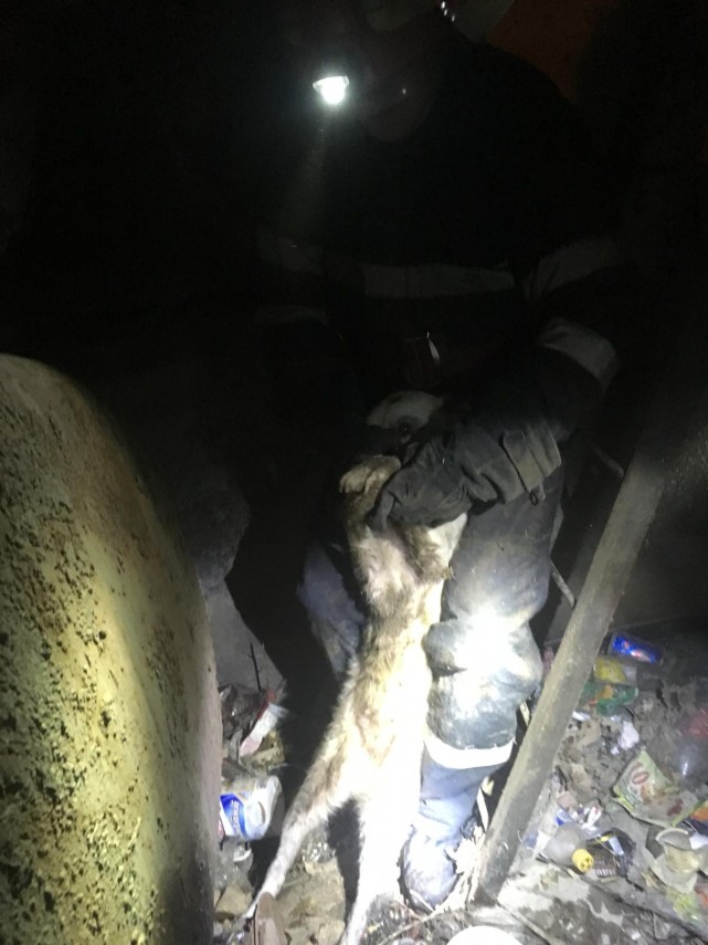 interventie isu delta tulcea pompieri isu delta tulcea salvare animal pompieri 675461 interventie isu delta tulcea pompieri isu delta tulcea salvare animal pompieri 675461