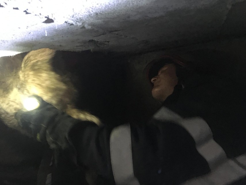 interventie isu delta tulcea pompieri isu delta tulcea salvare animal pompieri 675461 interventie isu delta tulcea pompieri isu delta tulcea salvare animal pompieri 675461