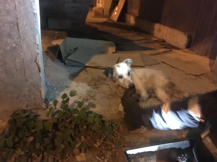 interventie isu delta tulcea pompieri isu delta tulcea salvare animal pompieri 675461 interventie isu delta tulcea pompieri isu delta tulcea salvare animal pompieri 675461