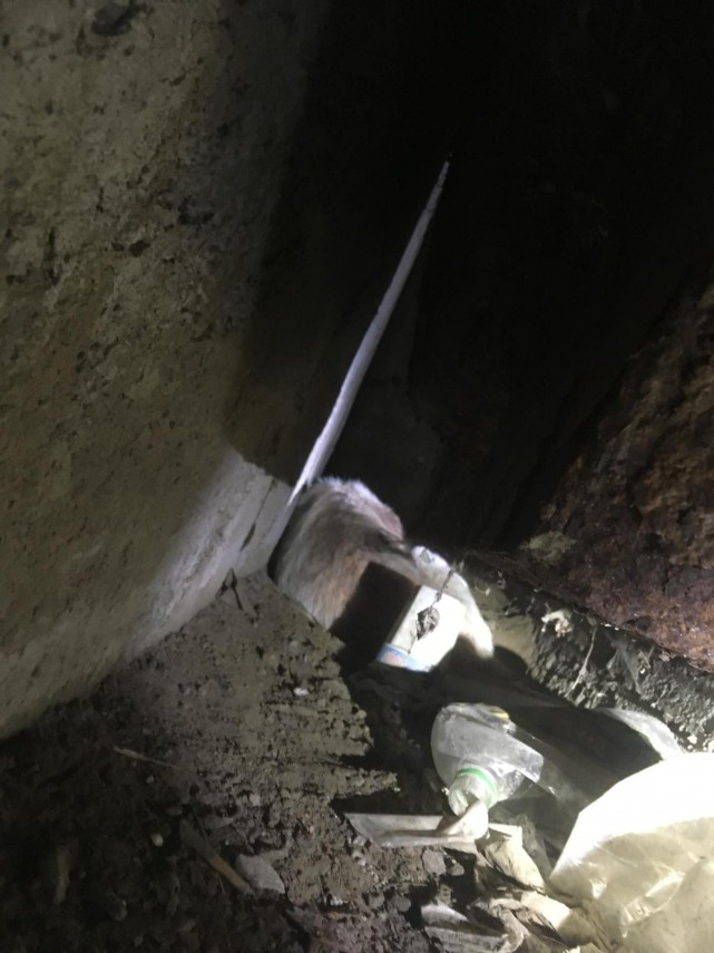 interventie isu delta tulcea pompieri isu delta tulcea salvare animal pompieri 675461 interventie isu delta tulcea pompieri isu delta tulcea salvare animal pompieri 675461