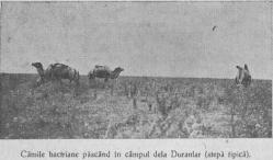 #citeșteDobrogea „Apare silueta ciudată a cămilelor bactriane, ce amintește de imaginea reptilelor mezozoice“. Lucrări din Biblioteca Virtuală ZIUA de Constanța 