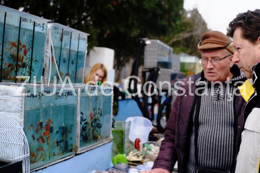 targ de vechituri la constanta in zona pietei brick incredibil ce obiecte scot constantenii la vanzare