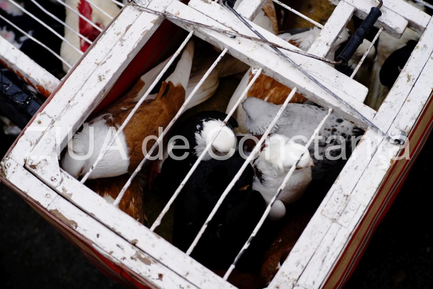 targ de vechituri la constanta in zona pietei brick incredibil ce obiecte scot constantenii la vanzare