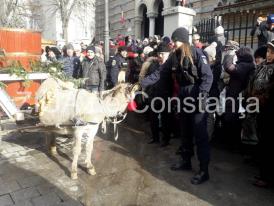 Imaginea zilei Duios jandarmeriţa mângâia un măgăruş la slujba de Bobotează de la Arhiepiscopia Tomisului  