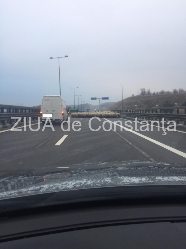 atentie soferi turma de oi pe autostrada soarelui 681438 atentie soferi turma de oi pe autostrada soarelui 681438