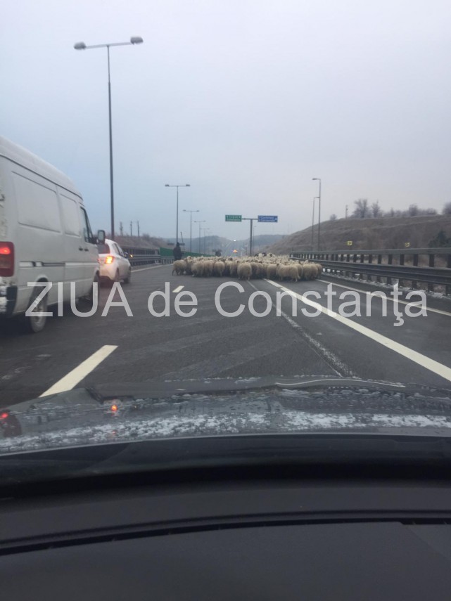 atentie soferi turma de oi pe autostrada soarelui 681438 atentie soferi turma de oi pe autostrada soarelui 681438