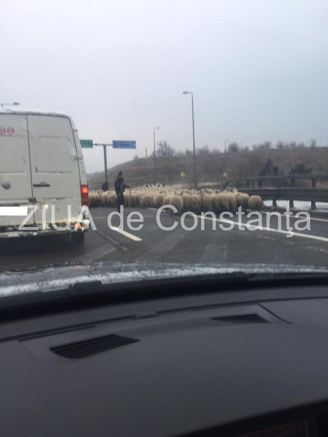 atentie soferi turma de oi pe autostrada soarelui 681438 atentie soferi turma de oi pe autostrada soarelui 681438
