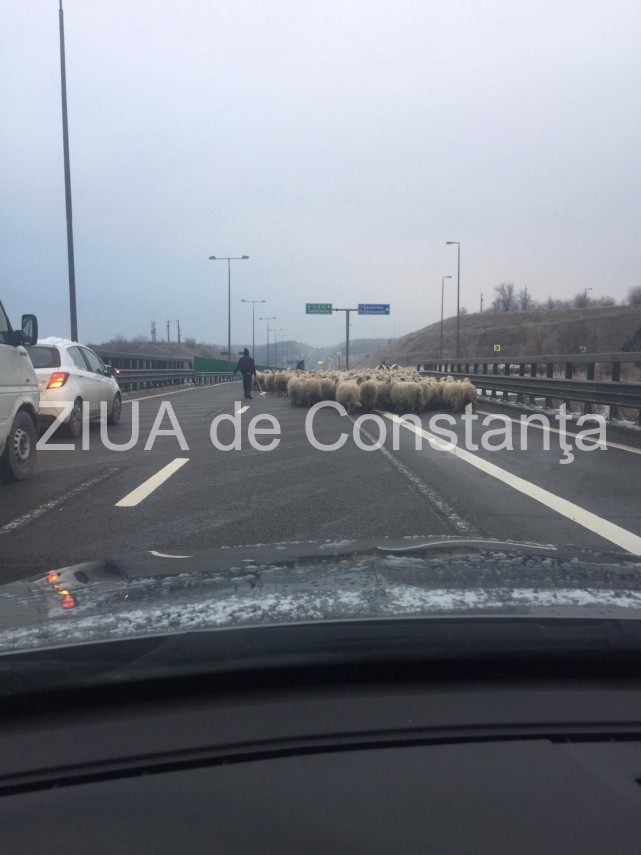atentie soferi turma de oi pe autostrada soarelui 681438 atentie soferi turma de oi pe autostrada soarelui 681438