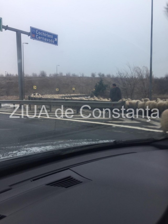 atentie soferi turma de oi pe autostrada soarelui 681438 atentie soferi turma de oi pe autostrada soarelui 681438