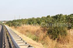 Romsilva anunţă lucrări privind perdelele forestiere de protecţie a Autostrăzii A2. Proprietari din şase localităţi ale judeţului Constanţa vor fi expropriaţi