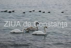 Poezia zilei Din fâlfâirea aripilor - Irina Lucia Mihalca 