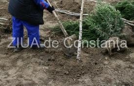 Luna plantării arborilor, lansată de Direcția Silvică a Județului Constanța 